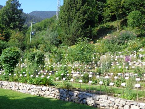 orto botanico5 