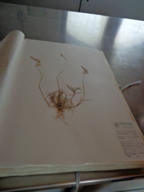 laboratorio botanico1 