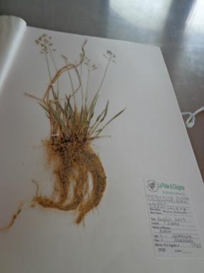 laboratorio botanico2 